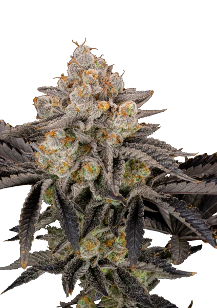 Gorilla Cookies van Fast Buds
