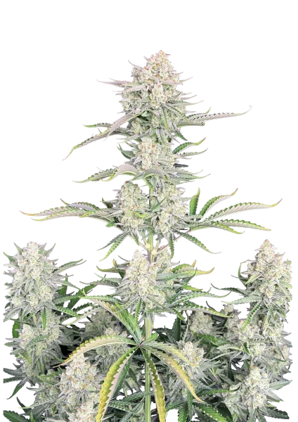OG Kush van Fast Buds