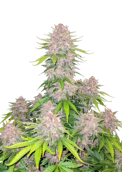 Cherry Cola van Fast Buds