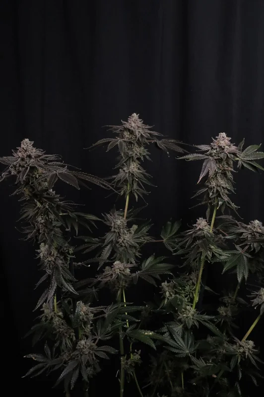 Z42 van Fast Buds
