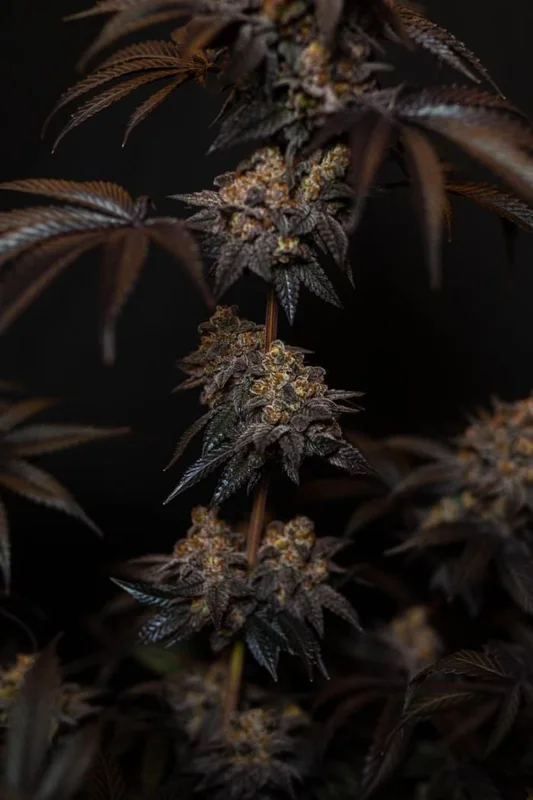 Papayton van Fast Buds