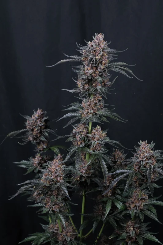 Mango Cherry Runtz van Fast Buds