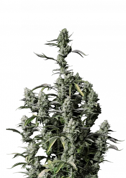 Gorilla Z van Fast Buds