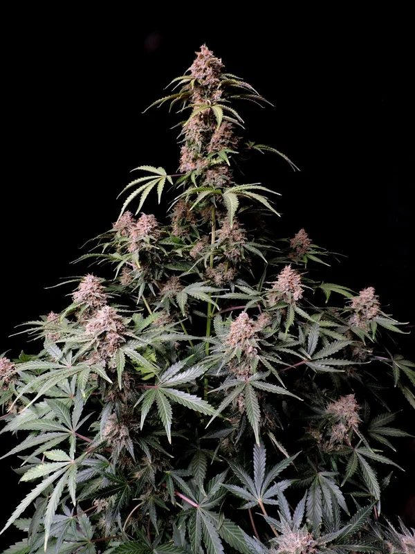 Amnesia Z van Fast Buds