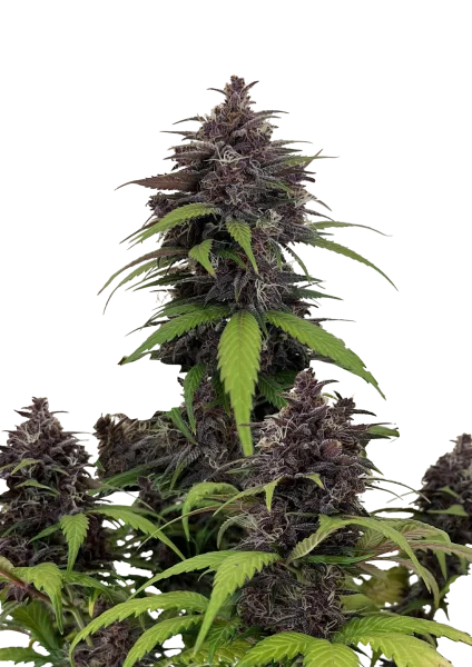 Purple Haze van Fast Buds