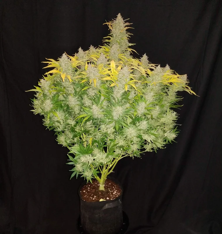 Rhino Ryder van Fast Buds
