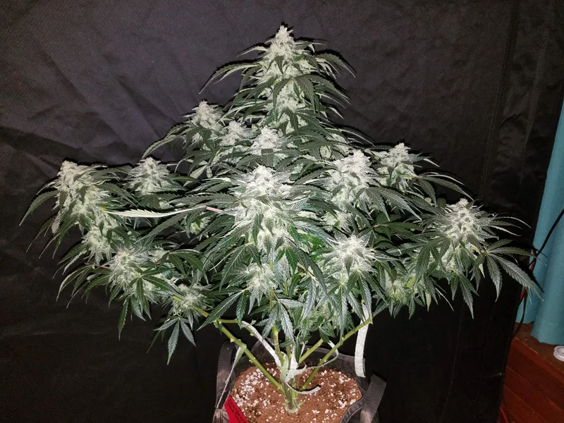 Stardawg van Fast Buds