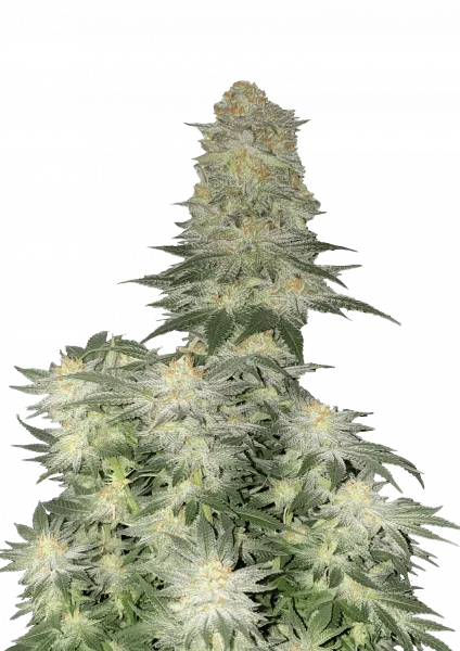 Wedding Cheesecake van Fast Buds
