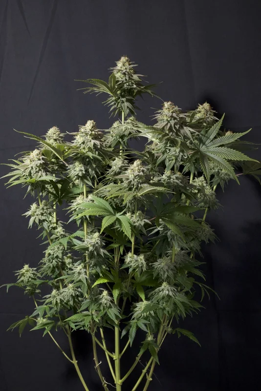 Orange Sherbet van Fast Buds