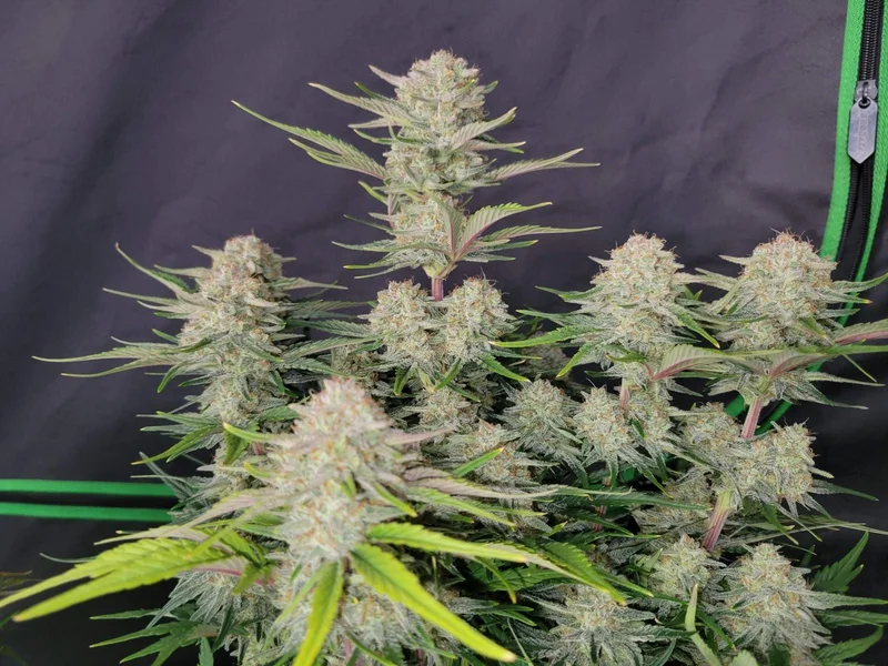 Apricot van Fast Buds
