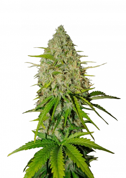 Grapefruit van Fast Buds