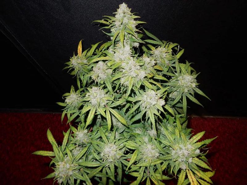 CBD 1:1 (CBD Crack) van Fast Buds