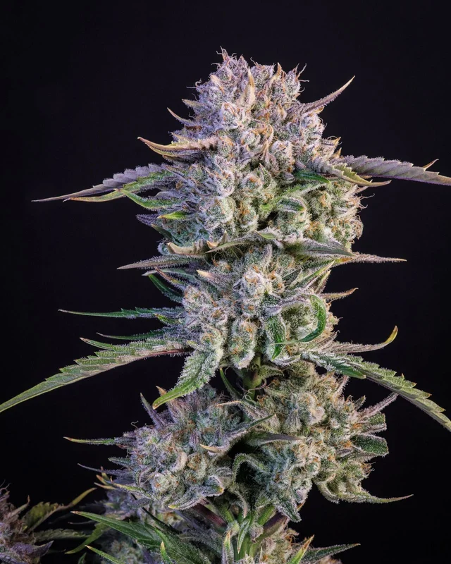 Strawberry Gorilla van Fast Buds