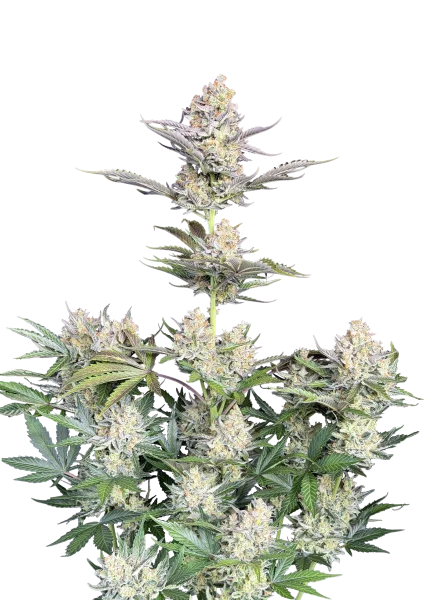 Skunk van Fast Buds