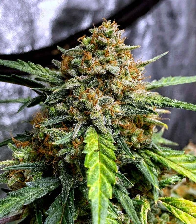 Original Northern Lights van Fast Buds