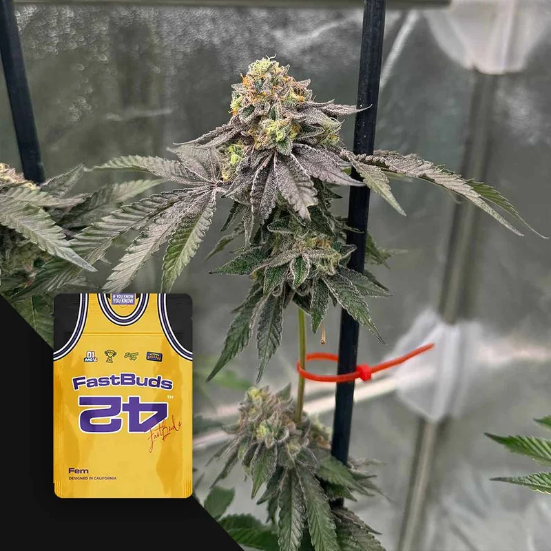 Gary Sherbet van Fast Buds