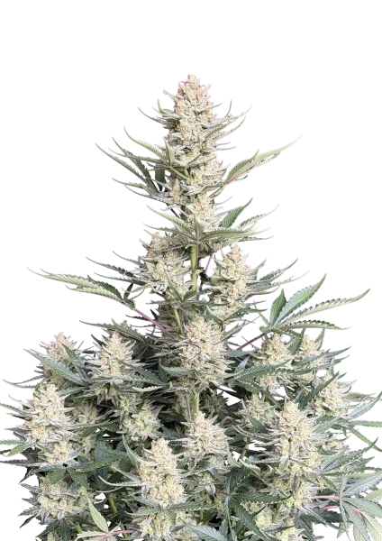 BubbleGum van Fast Buds