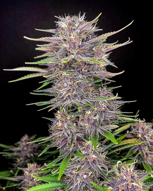 Banana Purple Punch van Fast Buds