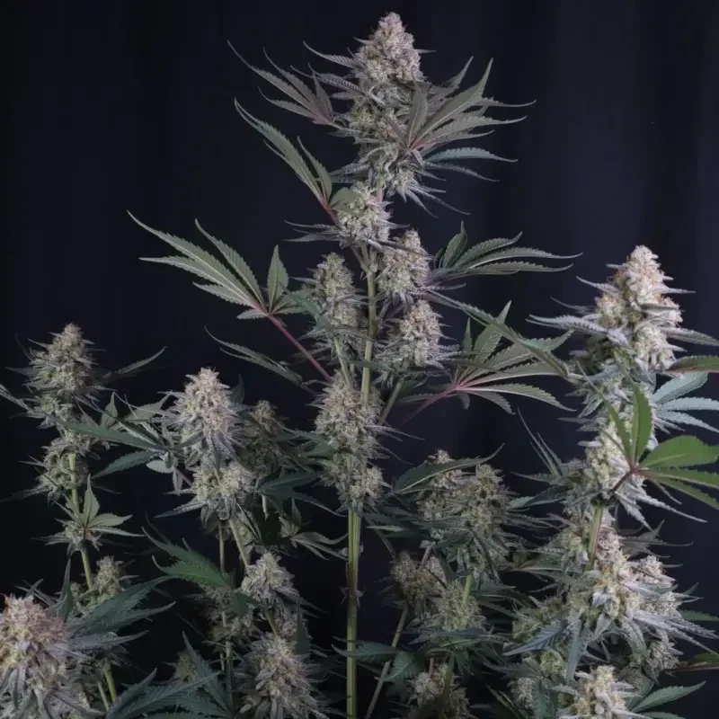 Lemon Tree van Fast Buds