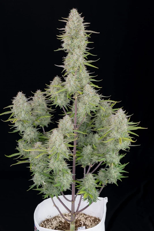 Wedding Cheesecake van Fast Buds