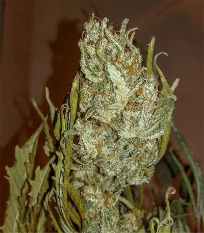 Original White Widow van Fast Buds