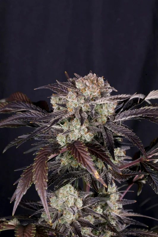 Frostbanger van Fast Buds