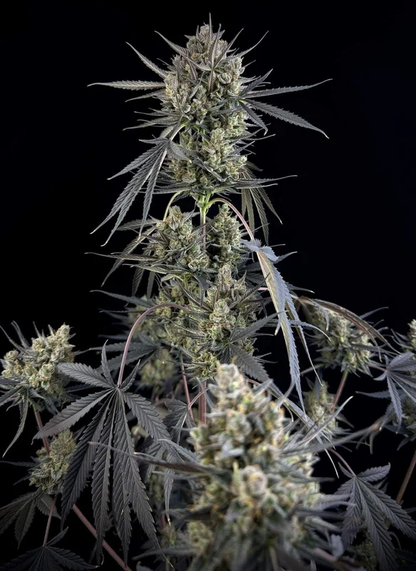 Pound Cake van Fast Buds