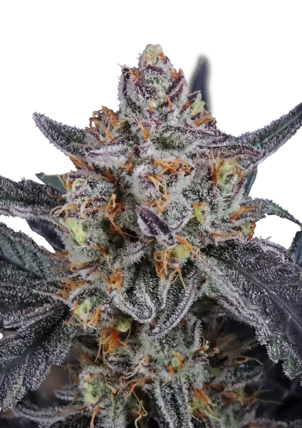 Guava Runtz van Fast Buds