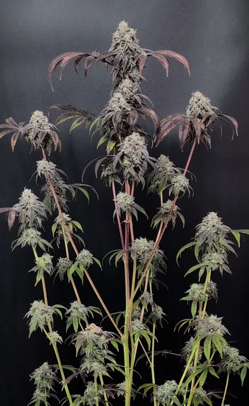 Garlic Mint Sherbet van Fast Buds
