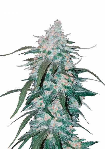 Pineapple Express van Fast Buds