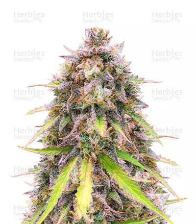Original Sour Diesel van Fast Buds