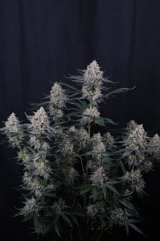 Guava Sundae van Fast Buds