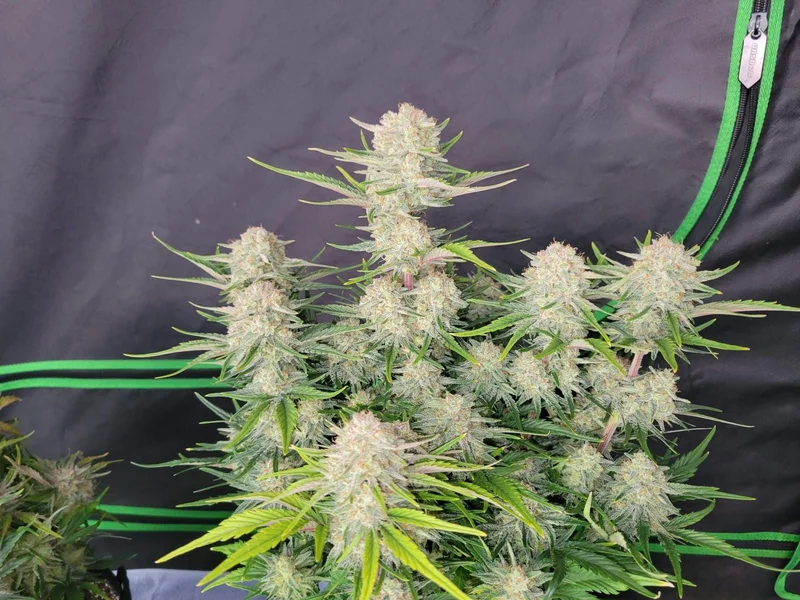 Apricot van Fast Buds