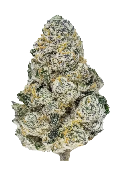 Lemonpaya van Fast Buds