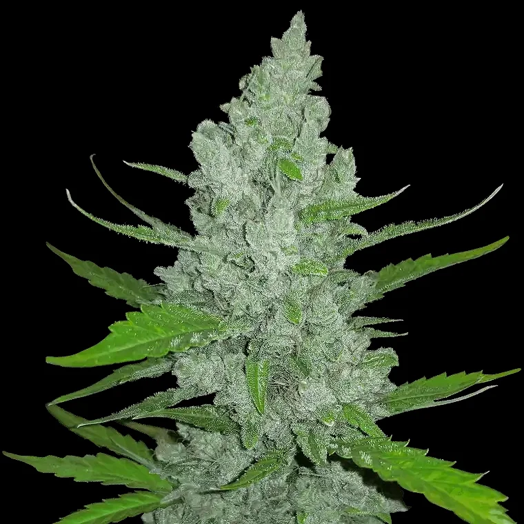 Original Sour Diesel van Fast Buds