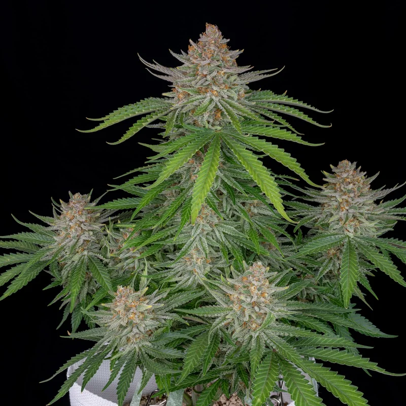 Strawberry Pie van Fast Buds