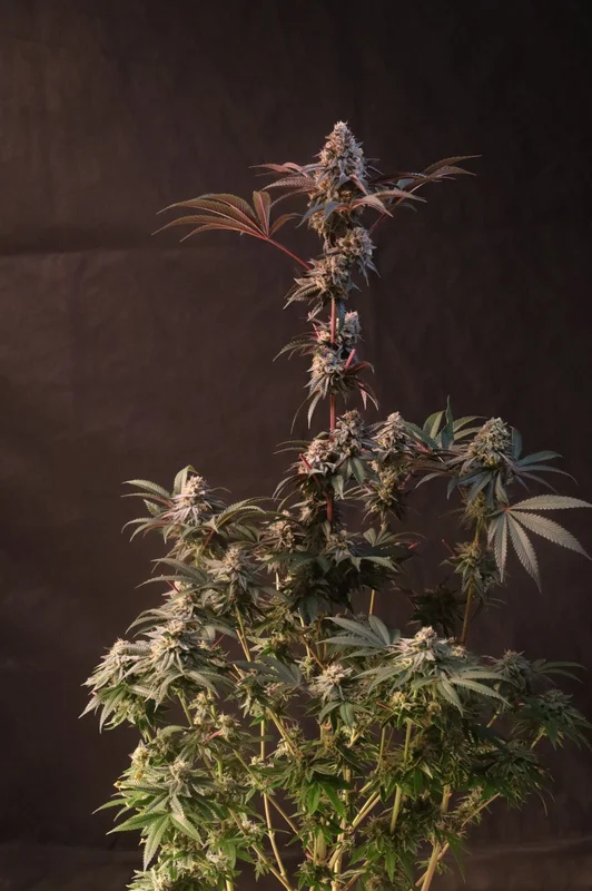 Lemon Cherry Runtz van Fast Buds