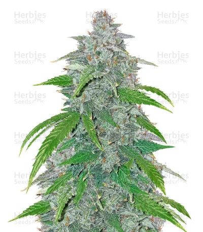 Blue Dream'matic van Fast Buds