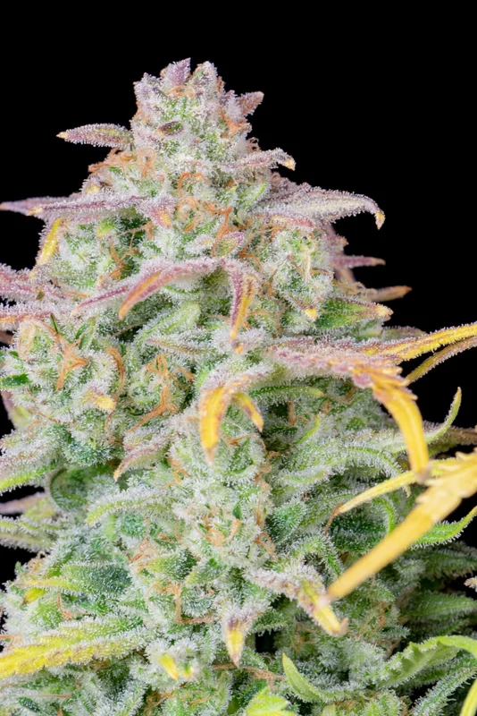 Trainwreck van Fast Buds