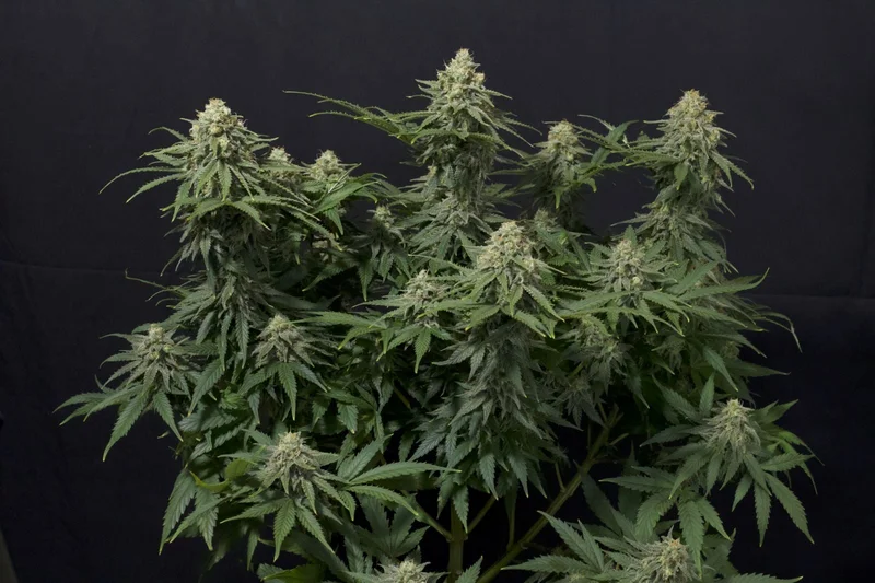 Wedding Cheesecake van Fast Buds