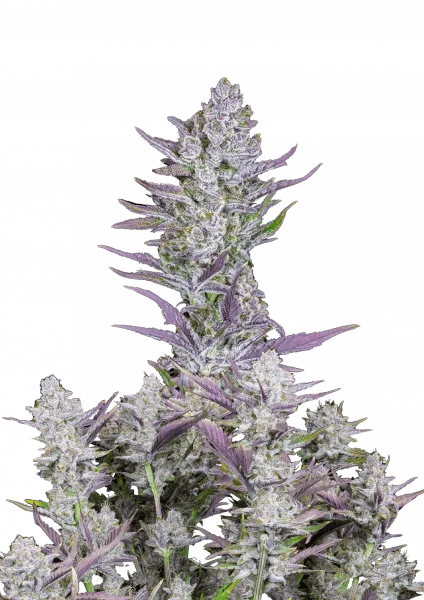 Wedding Glue van Fast Buds