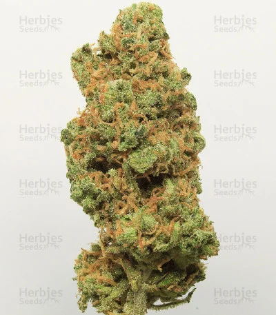 Original Trainwreck van Fast Buds