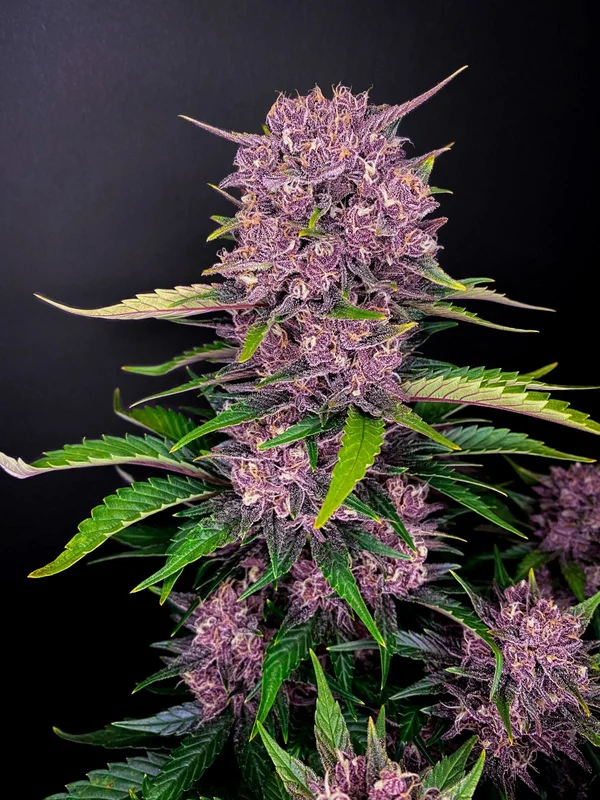 Purple Lemonade van Fast Buds