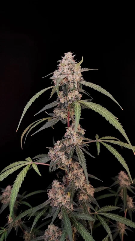AK van Fast Buds