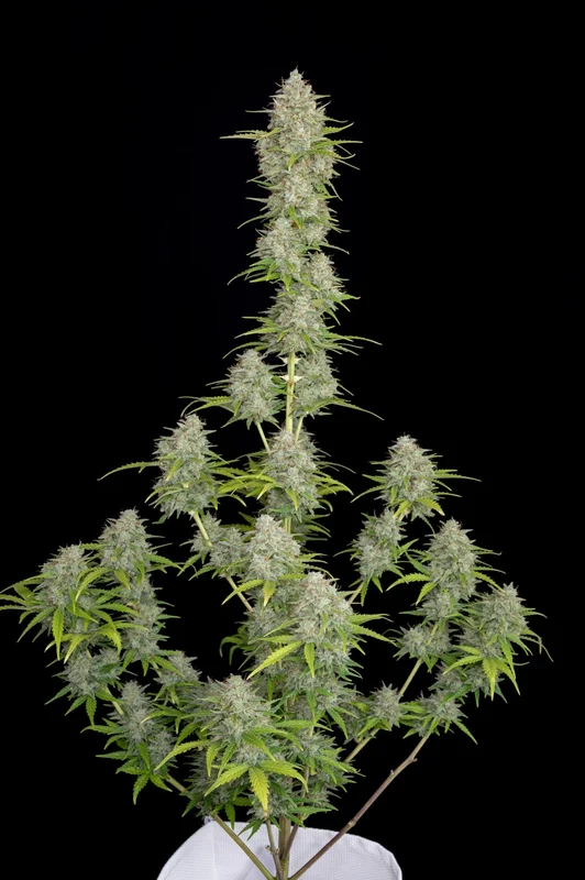 Orange Sherbet van Fast Buds