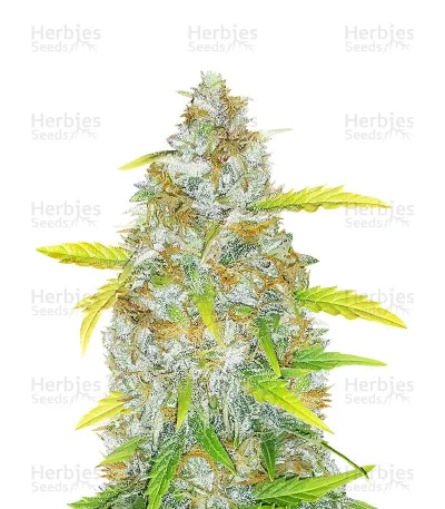 Original AK van Fast Buds