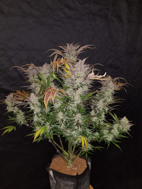 Cream Cookies van Fast Buds