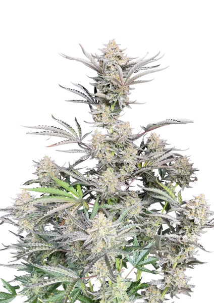 Cheese van Fast Buds