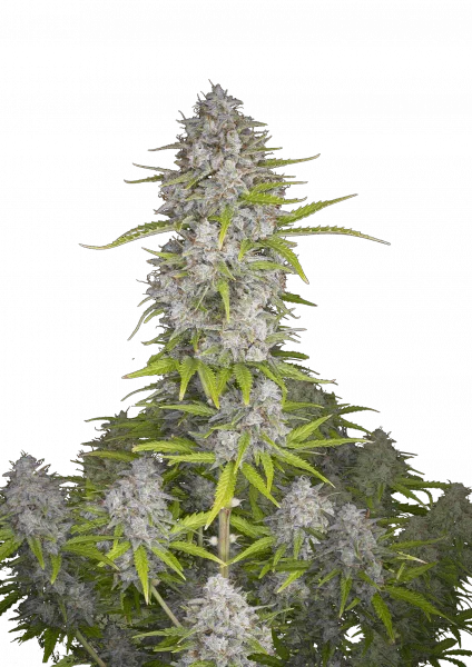 Orange Sherbet van Fast Buds