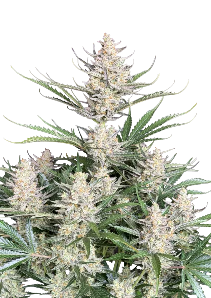 Big Bud van Fast Buds
